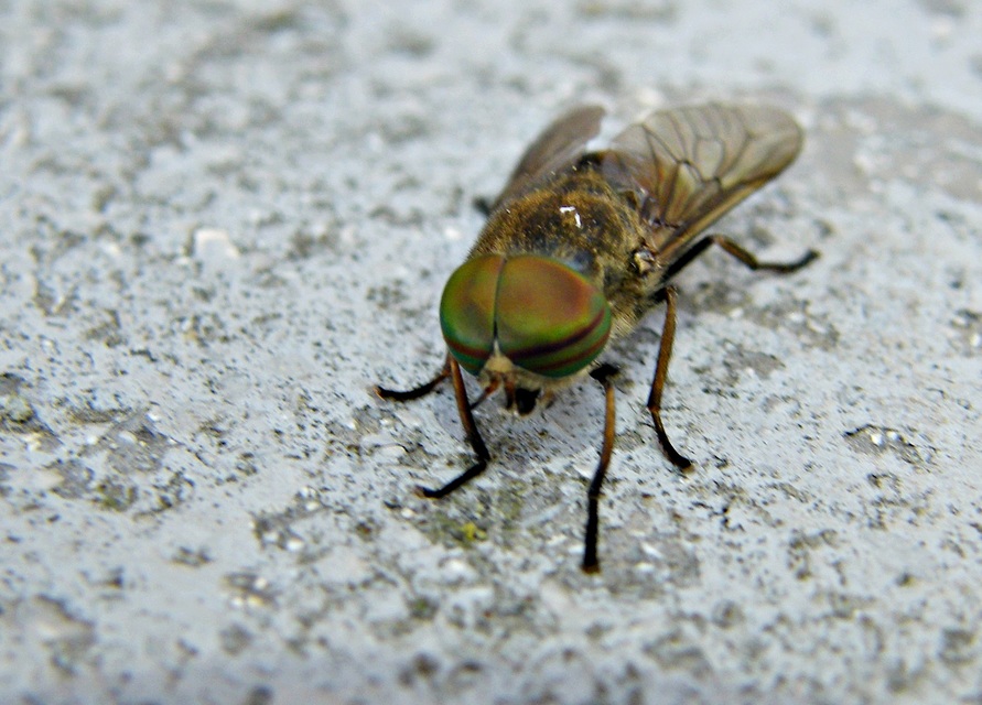 Tabanus