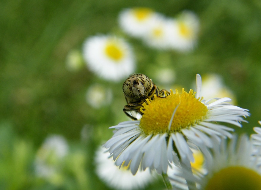 Eristalinus aeneus - bronzos foltosszeműlégy