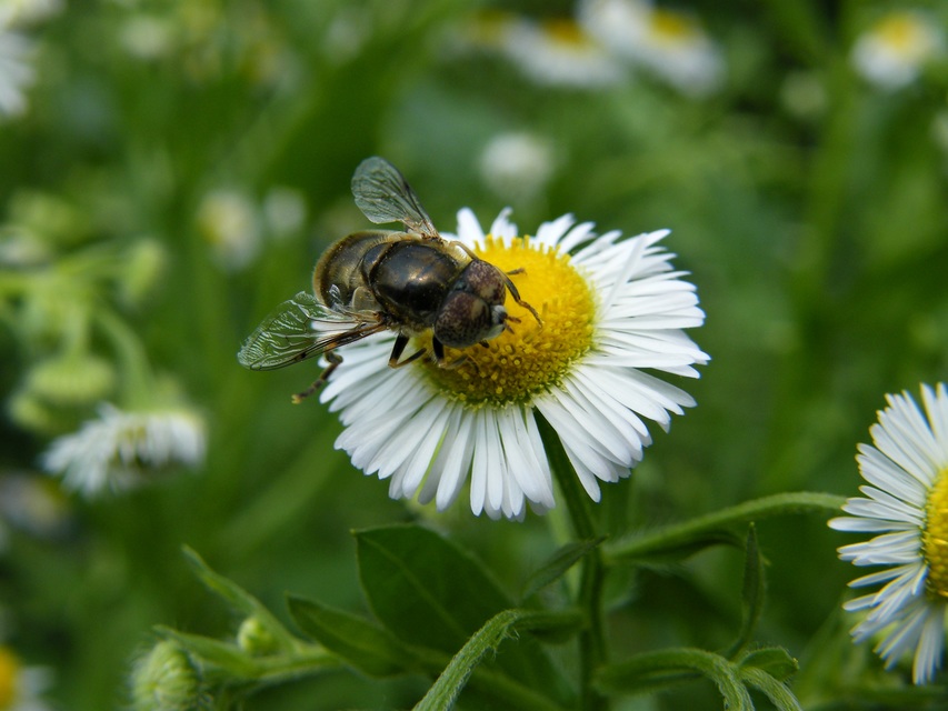 Eristalinus aeneus - bronzos foltosszeműlégy