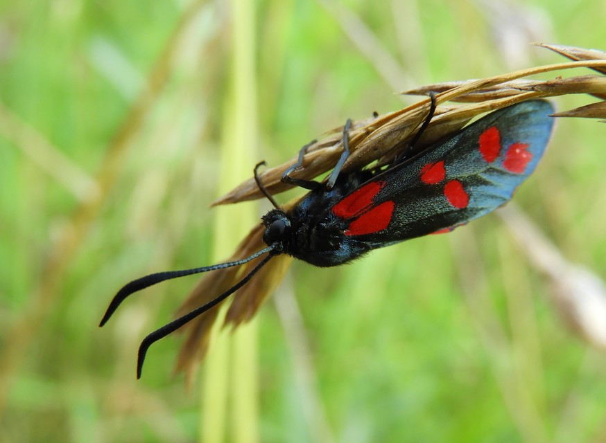 Zygaena filipendulae - acélszínű csüngőlepke