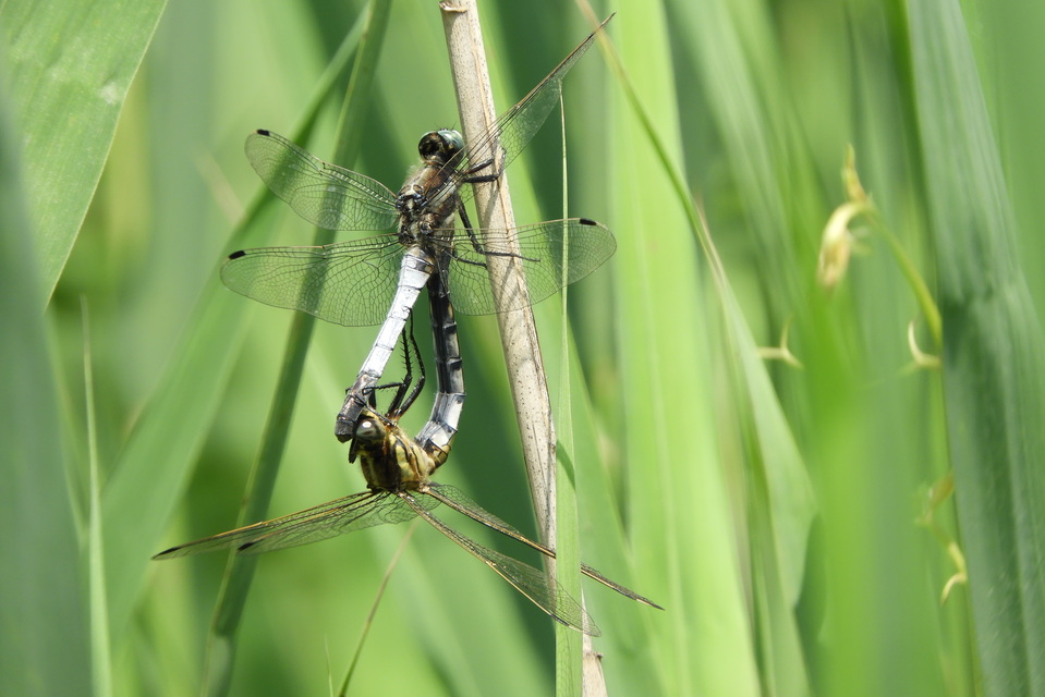 Orthetrum albistylum - fehérfarkú pásztorszitakötő