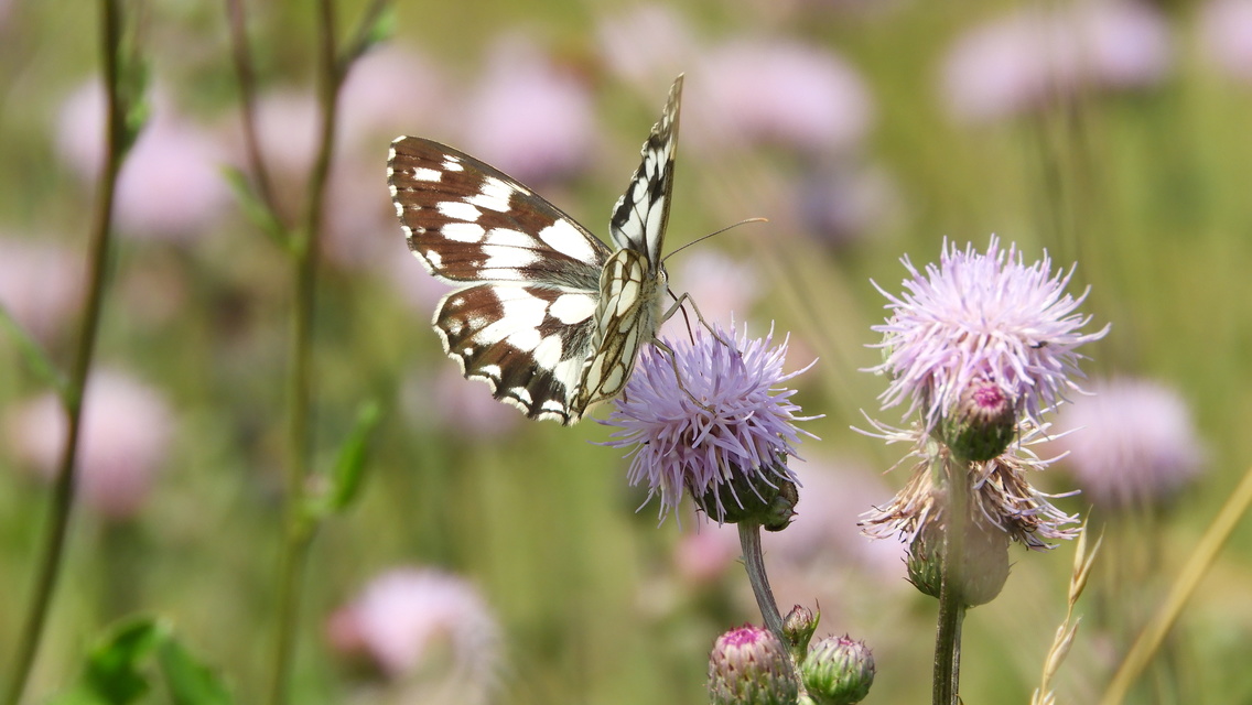 Melanargia galathea - sakktáblalepke