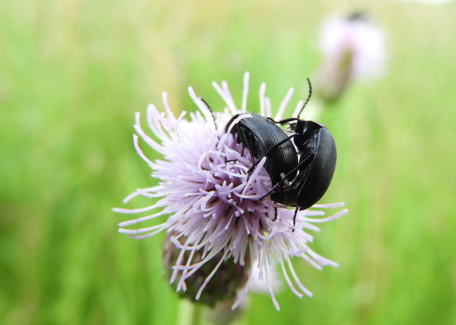 Podonta nigrita - szerecsenbogár