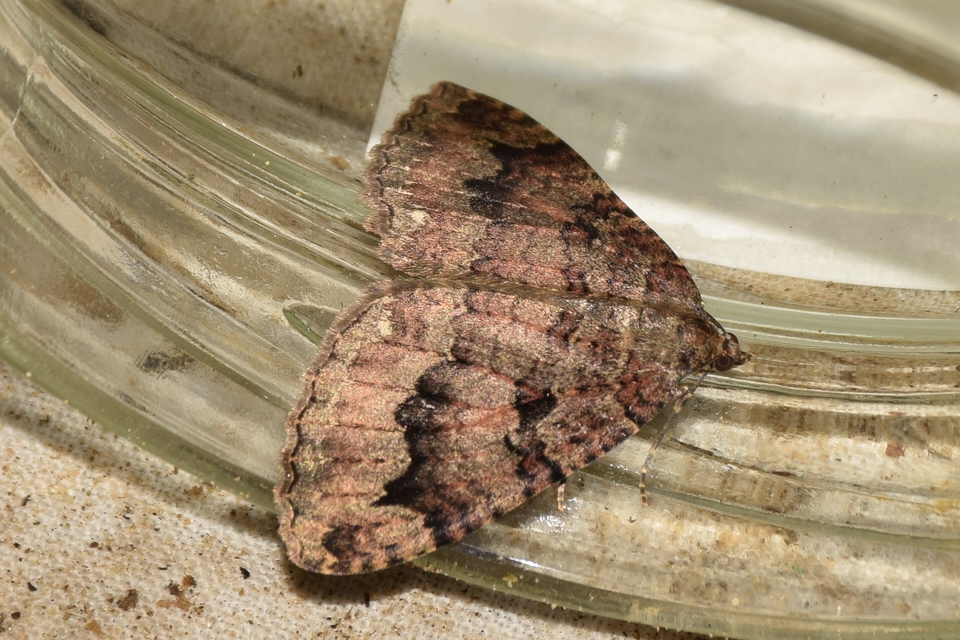 Triphosa dubitata - kutyabenge-araszoló