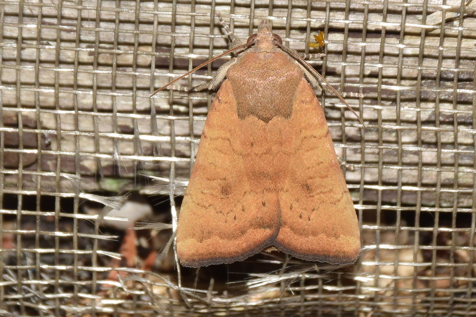 Noctua interjecta - zömök sárgafűbagoly