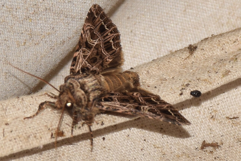 Heliophobus reticulata - fehéreres kertibagoly
