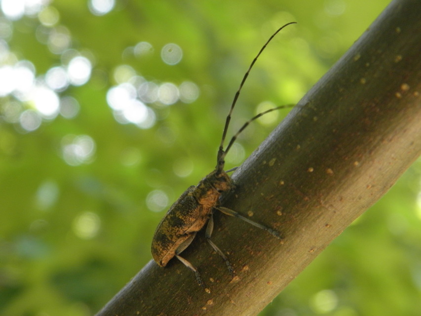 Monochamus galloprovincialis pistor - foltos fenyvescincér