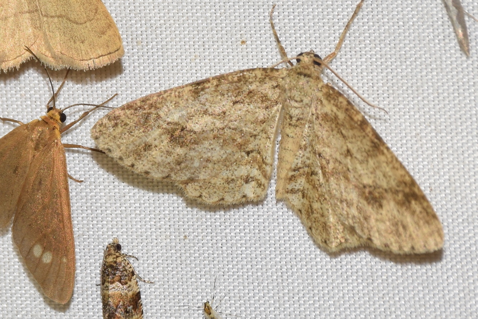 Ectropis crepuscularia - avararaszoló
