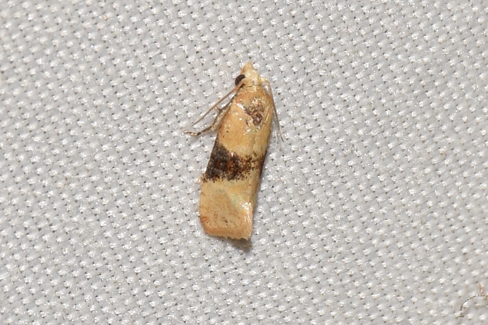 Eupoecilia ambiguella - nyerges szőlőmoly