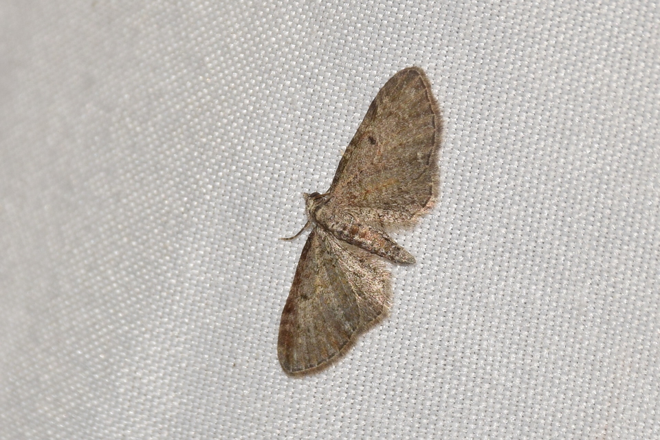 Eupithecia orphnata - kockásrojtú törpearaszoló