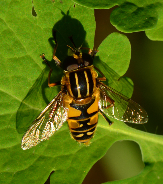 Helophilus pendulus - közönséges mocsárilégy