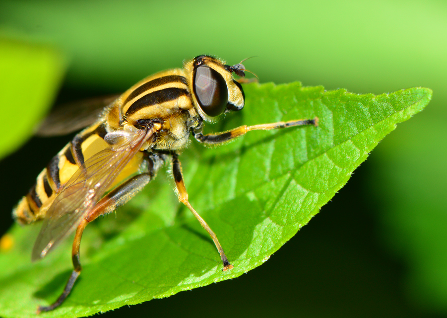Helophilus pendulus - közönséges mocsárilégy