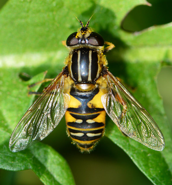 Helophilus pendulus - közönséges mocsárilégy
