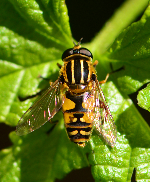 Helophilus pendulus - közönséges mocsárilégy