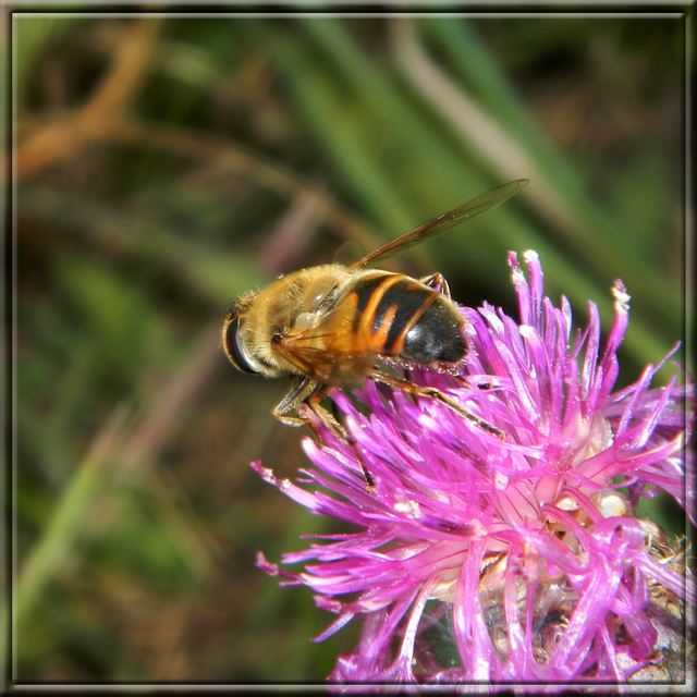 Eristalis tenax - közönséges herelégy