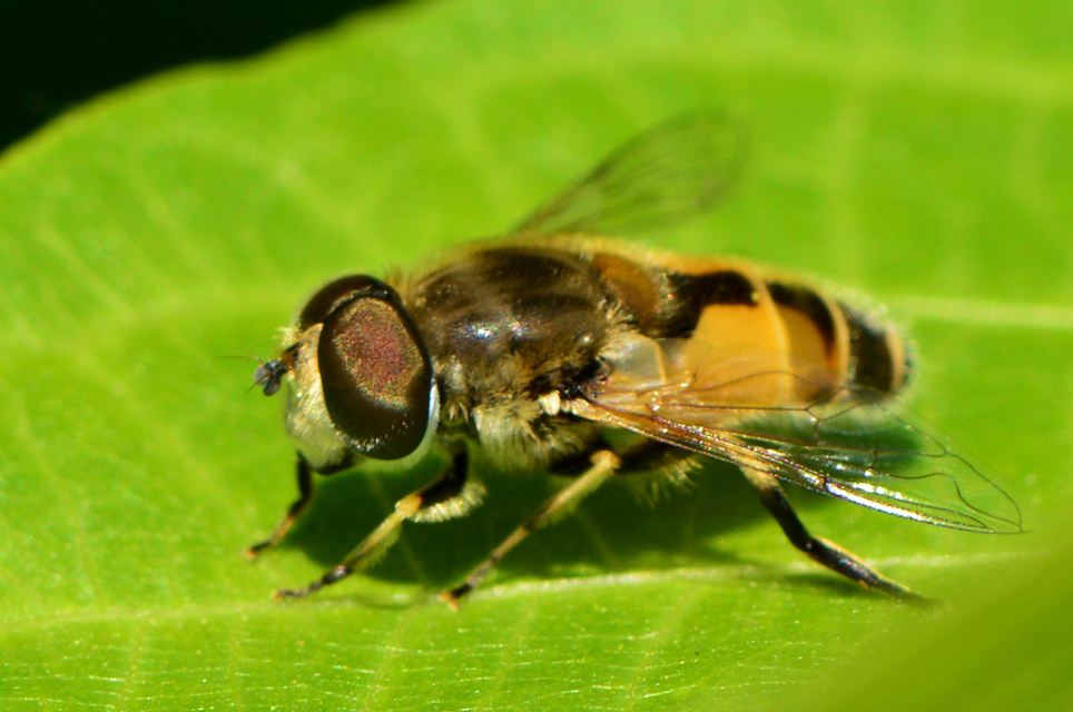 Eristalis arbustorum - fehérarcú herelégy