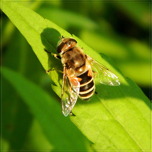 Eristalis arbustorum - fehérarcú herelégy