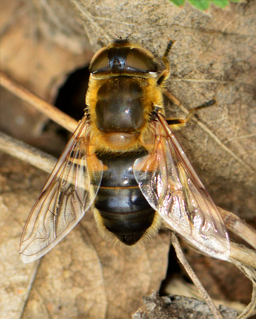 Eristalis similis - hosszúszárnyjegyű herelégy