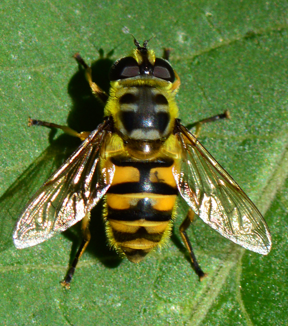 Myathropa florea - halálfejes odúlégy