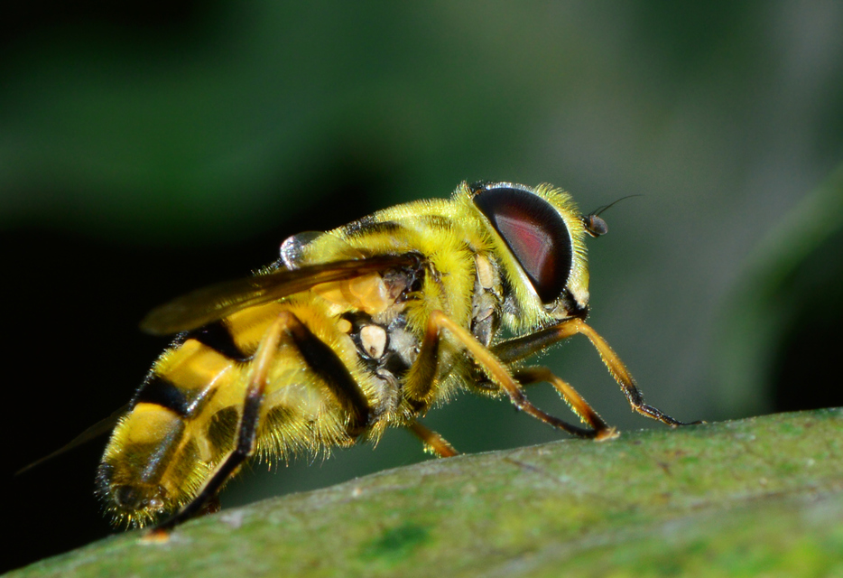 Myathropa florea - halálfejes odúlégy