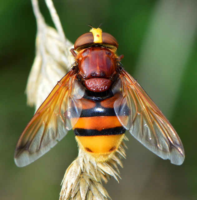 Volucella zonaria - kétöves pihelégy