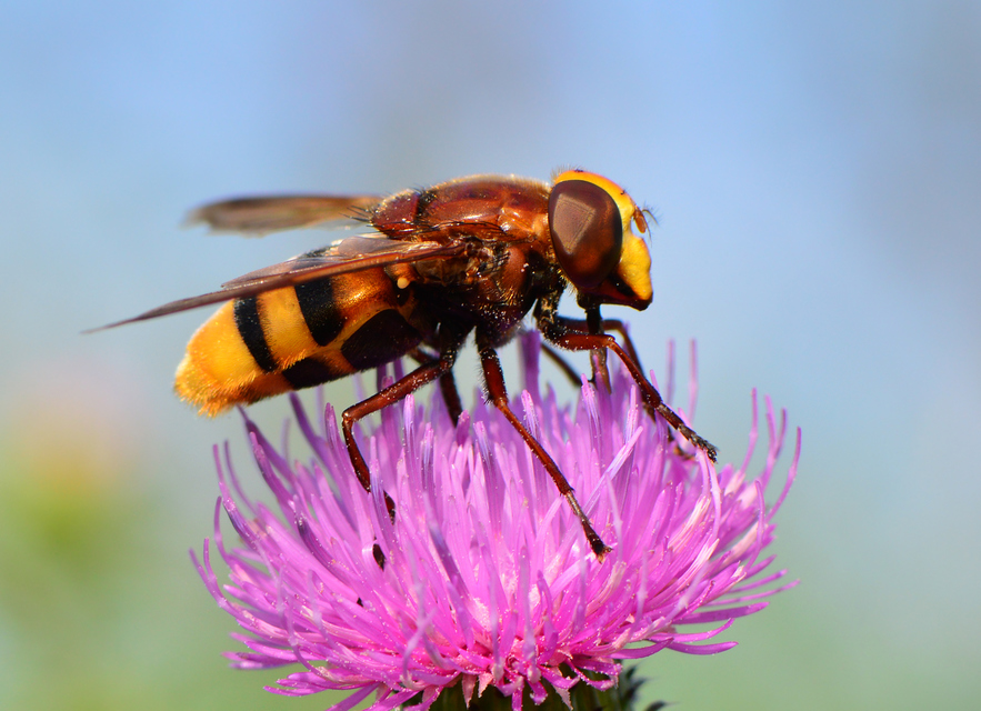 Volucella zonaria - kétöves pihelégy