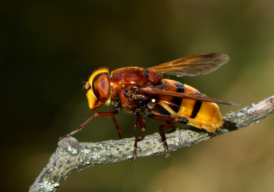 Volucella zonaria - kétöves pihelégy