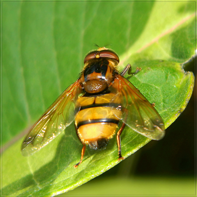 Volucella inanis - háromöves pihelégy