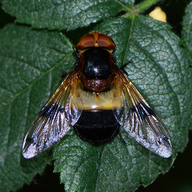 Volucella pellucens - üvegpotrohú pihelégy