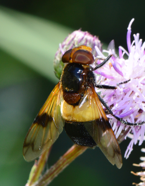 Volucella pellucens - üvegpotrohú pihelégy