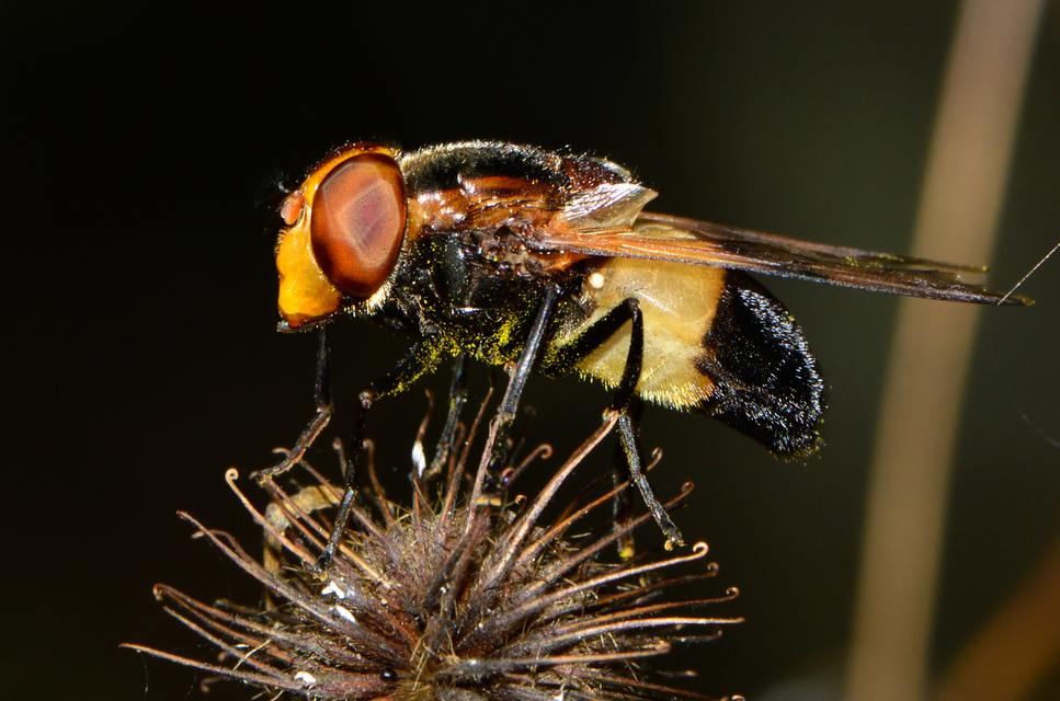 Volucella pellucens - üvegpotrohú pihelégy