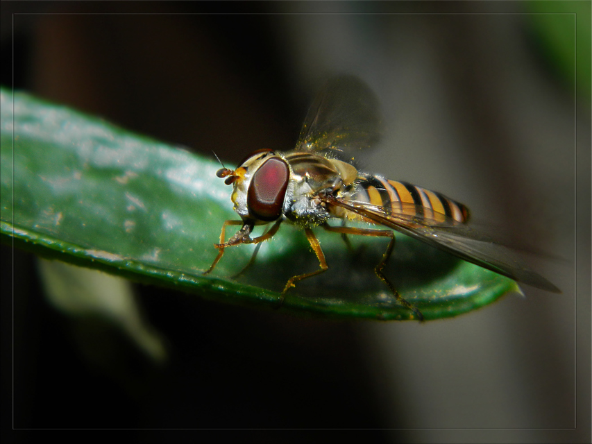 Episyrphus balteatus - ékfoltos zengőlégy