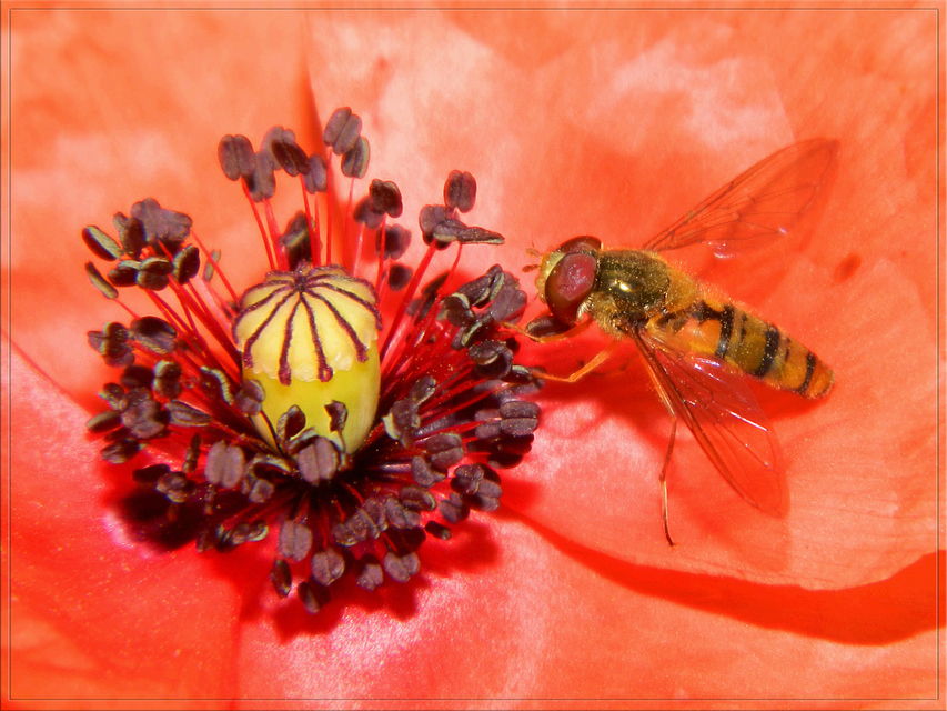 Episyrphus balteatus - ékfoltos zengőlégy