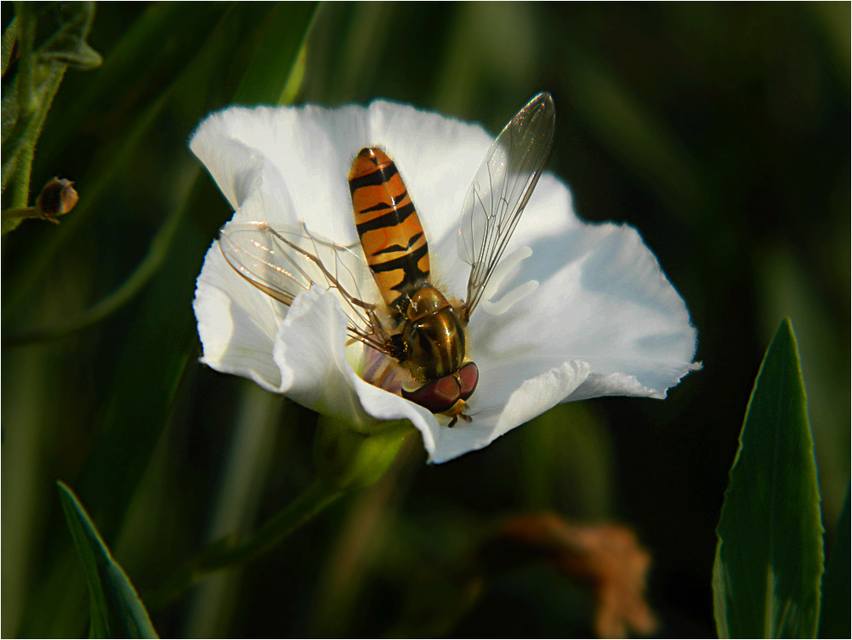 Episyrphus balteatus - ékfoltos zengőlégy