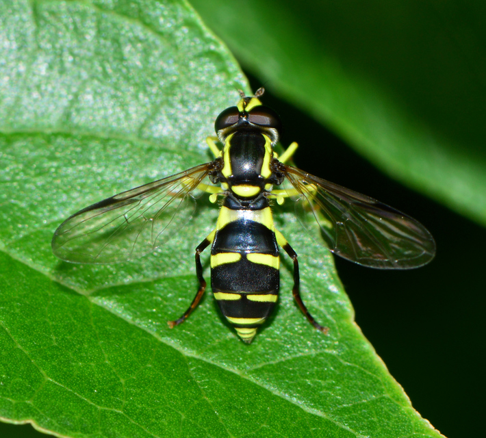 Xanthogramma pedissequum - gyakori oldalsávoslégy
