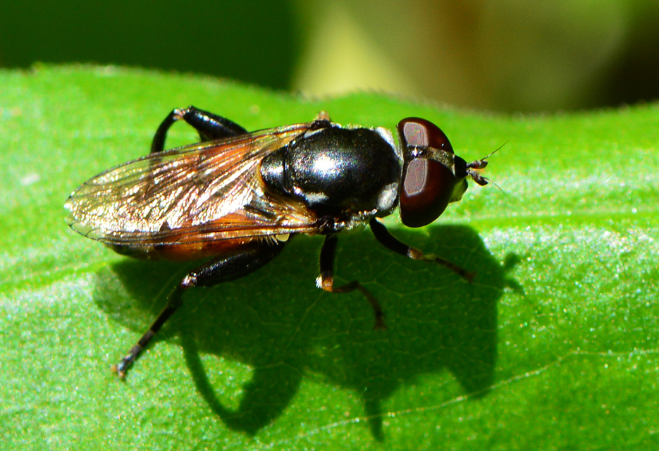Chalcosyrphus nemorum - kis holtfalégy