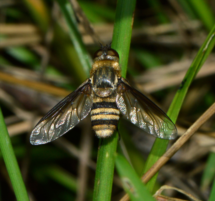 Exoprosopa minos