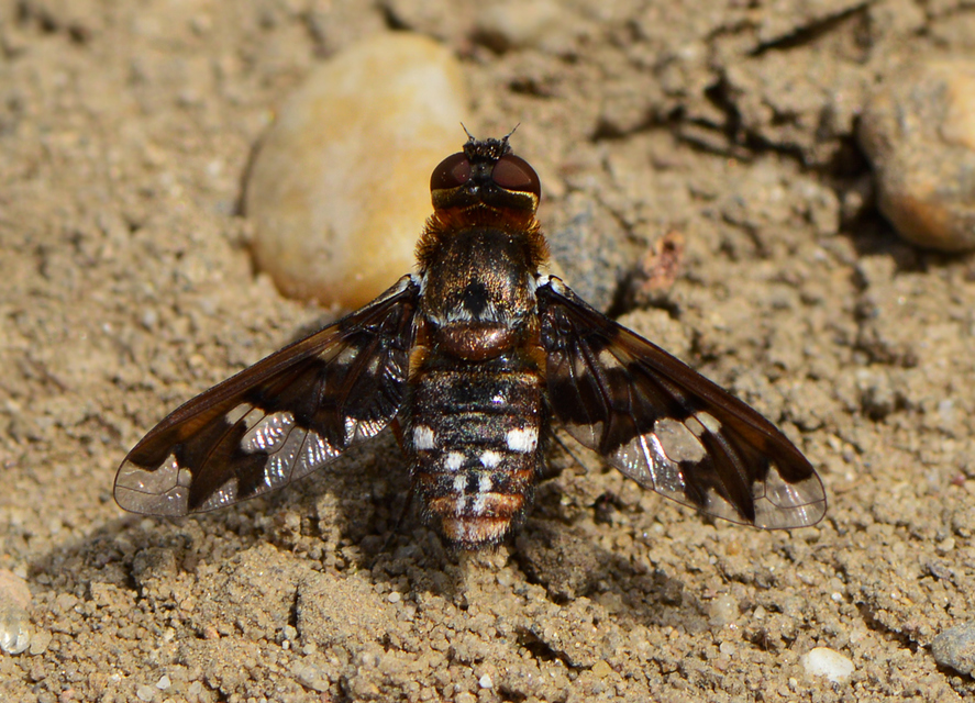 Exoprosopa capucina