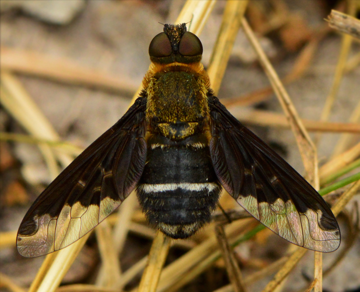 Hemipenthes velutina - bársonyos gyászlégy