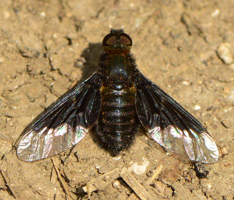 Hemipenthes morio - közönséges gyászlégy