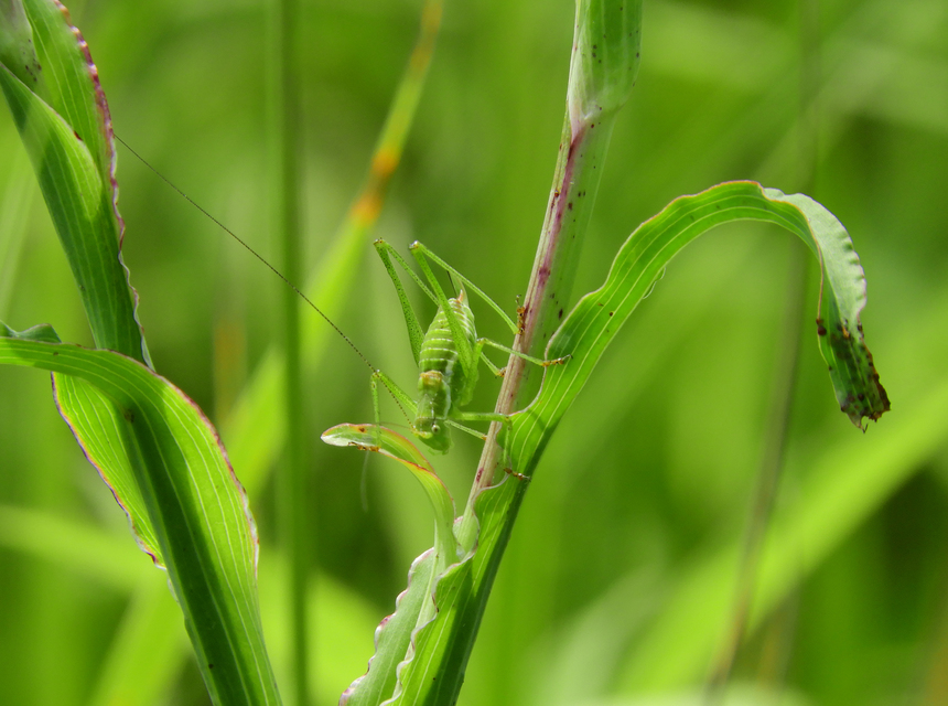 Leptophyes albovittata - közönséges virágszöcske