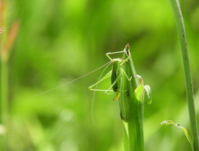 Leptophyes albovittata - közönséges virágszöcske