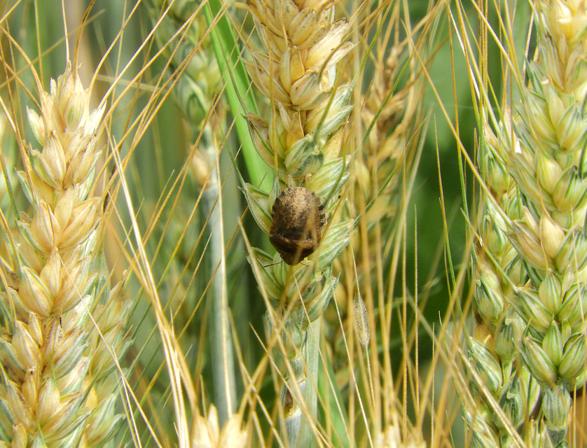 Eurygaster Eurygaster
