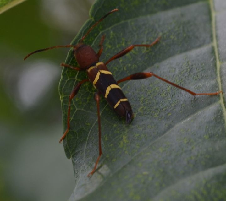 Neoclytus acuminatus - amerikai darázscincér