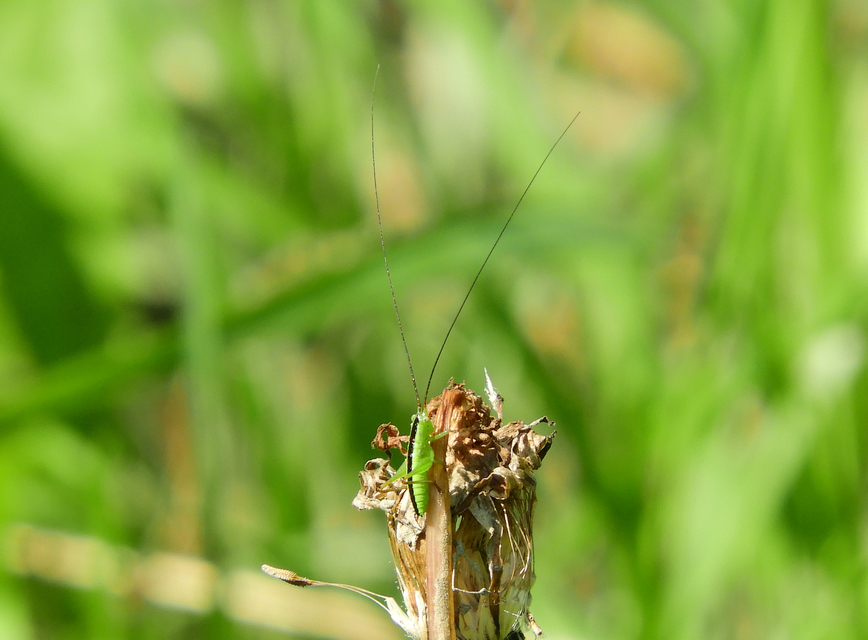 Conocephalus fuscus - kis kúpfejűszöcske