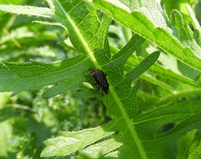 Deraeocoris ruber - vöröses mezeipoloska