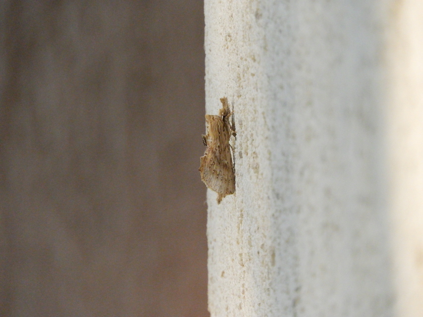 Pterostoma palpina - csőrös púposszövő