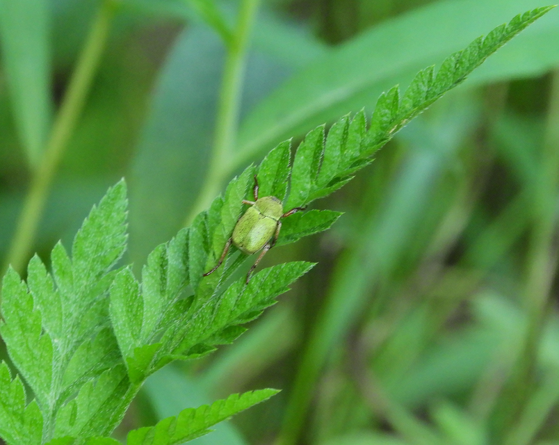 Hoplia dilutipes
