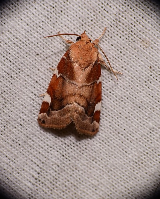 Cosmia diffinis - szilfa-lombbagoly