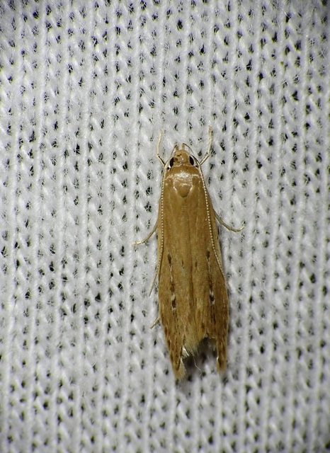 Limnaecia phragmitella - nádmoly